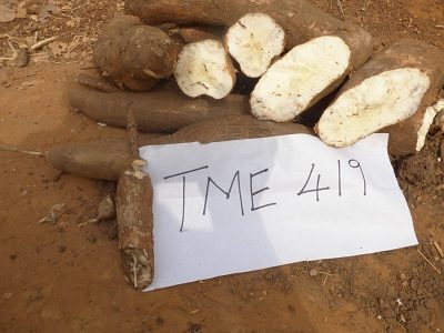TME 419: Nigeria's Favourite Cassava