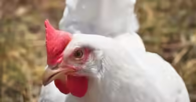The Ultimate Guide to Broiler Finisher Feed Timing (and Avoiding Costly Mistakes)