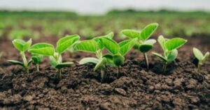 What Is The Best Month To Plant Soybeans