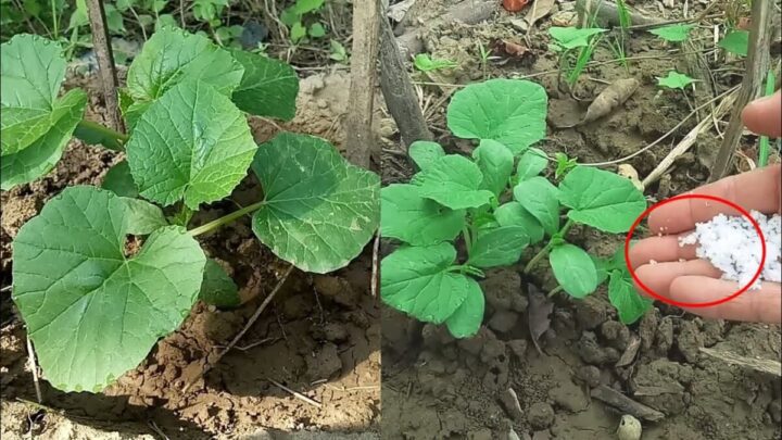 What NPK is Required for Cucumber