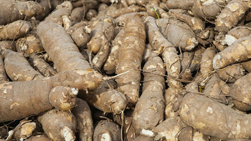What is the best cassava variety in Nigeria