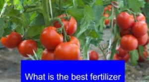 What is the best fertilizer for tomatoes in Nigeria?