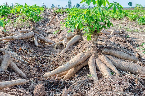 What is the best month to plant cassava in Nigeria