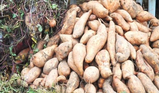 What is the best month to plant sweet potatoes