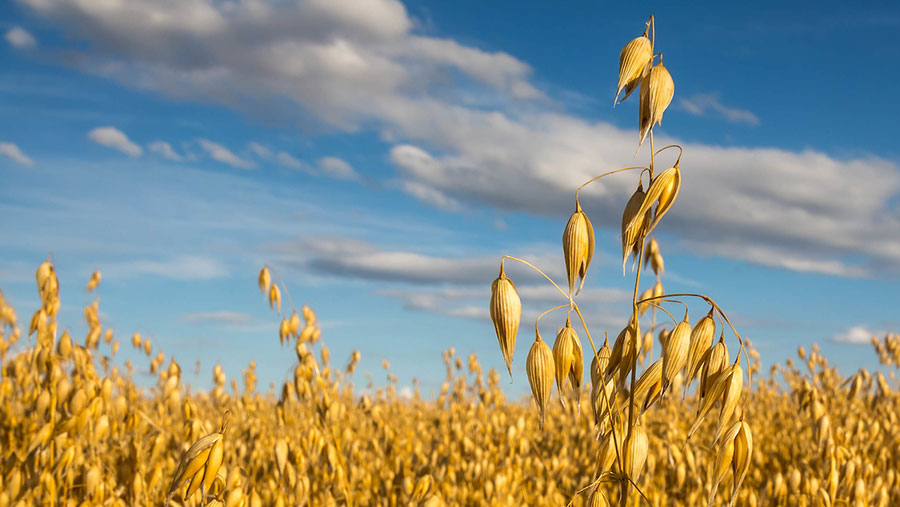 When Are Oats Harvested in the UK? Month, Season & Where