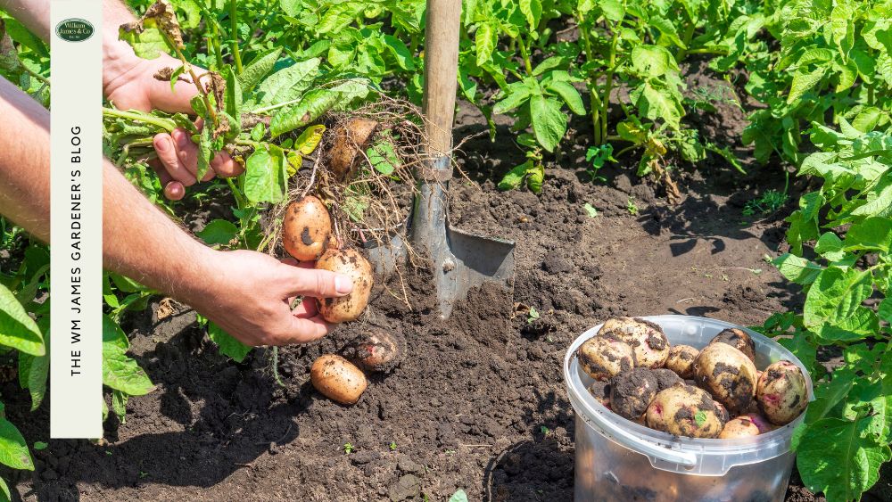 When to Plant Main Crop Potatoes in the UK for Your Best Harvest