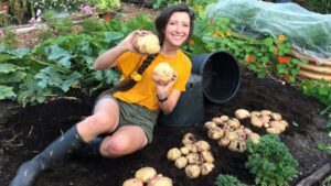 When to Plant Main Crop Potatoes in the UK for Your Best Harvest