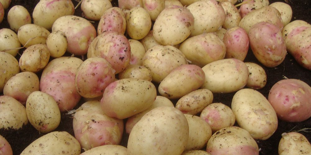 When to plant first early potatoes UK
