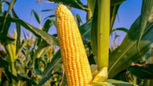 Where Is Corn Primarily Grown In The US
