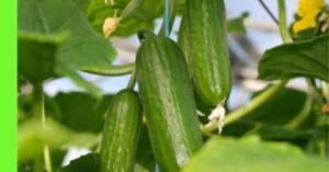 Which Month Is Best To Plant Cucumber In Nigeria?