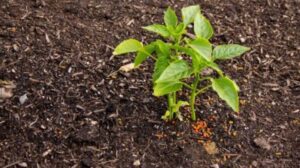 Which Organic Fertilizer Is Best For Plant Growth
