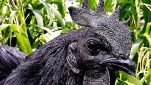 Ayam Cemani Chicken Guide: Cost, Eggs, Care, Meat, Myths, and Why It's the World’s Rarest Bird