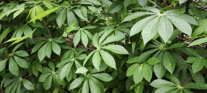 a close-up of healthy, mature cassava plants ready for harvest.