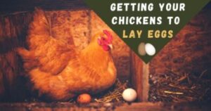 15 Simple Secrets to Raising Happy, Healthy Chickens