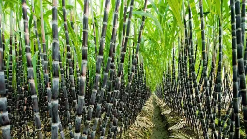 7 Smart Ways to Increase Sugarcane Yield and Reduce Input Costs
