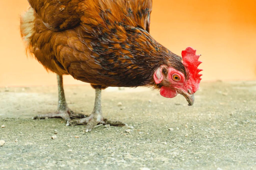 7 Ways to Boost Profitability in Your Noiler Chicken Farm