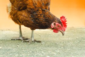 7 Ways to Boost Profitability in Your Noiler Chicken Farm