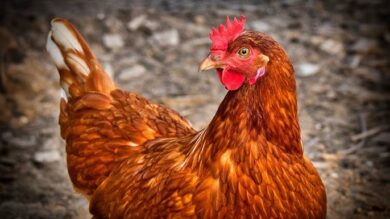 7 Ways to Boost Profitability in Your Noiler Chicken Farm
