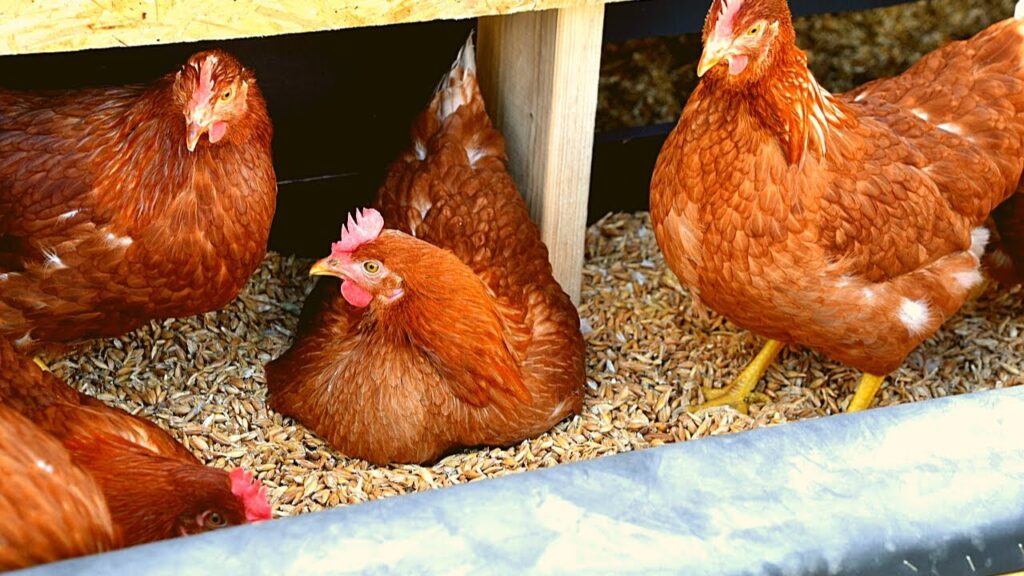 9 Powerful Advantages of Raising Dual-Purpose Noiler Chickens