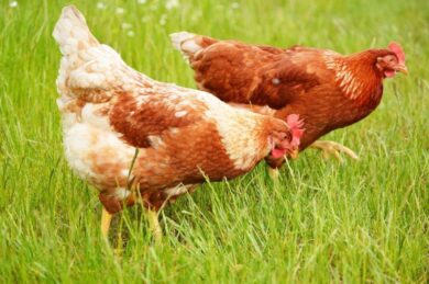 9 Proven Ways to Boost Your Golden Comet Chicken Farm Income