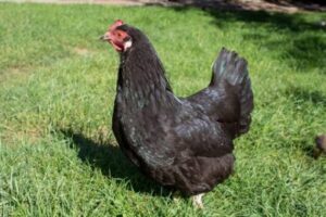 At what age do Australorps start laying eggs?