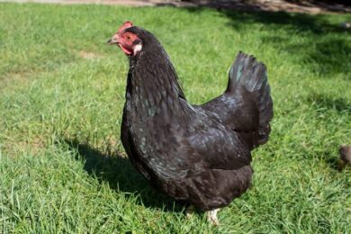 At what age do Australorps start laying eggs?