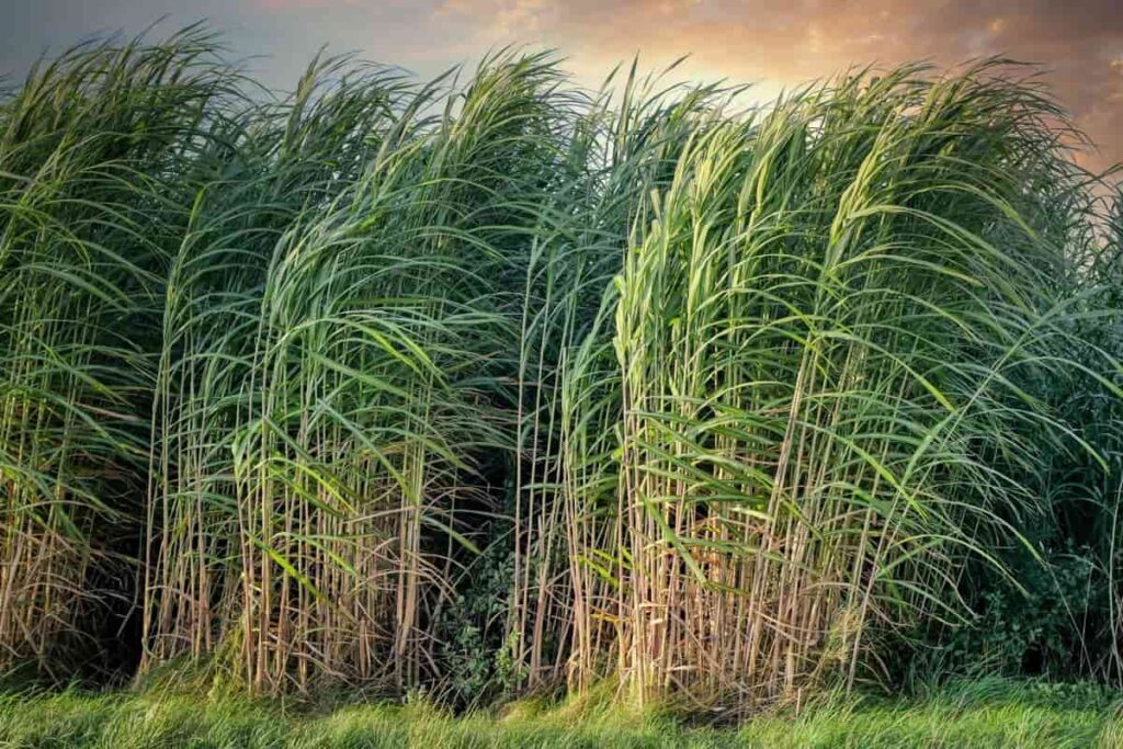 Big Mistakes That Kill Sugarcane Profit & How to Avoid Them
