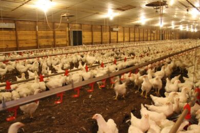 Can You Really Make Money with Poultry Chicken Farming in South Africa