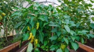 Can You Really Plant Peppers and Cucumbers Together