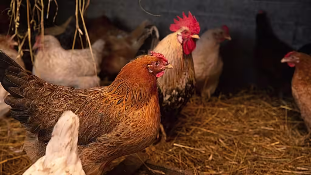 Disadvantages of Noiler chicken