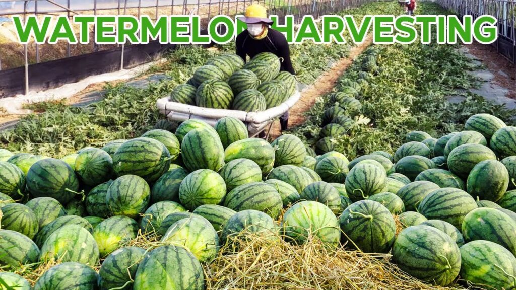 Harvest Watermelon - How To Know When Watermelons Are Ready To Pick