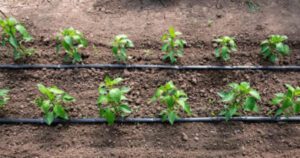 How Far Apart To Plant Tomatoes? Your Guide to a Bumper Harvest!