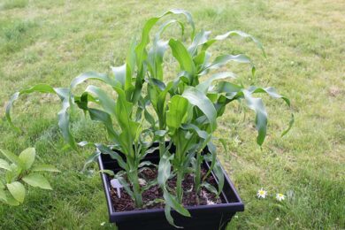 How Far Apart to Plant Sweet Corn for Jaw-Dropping Yields?