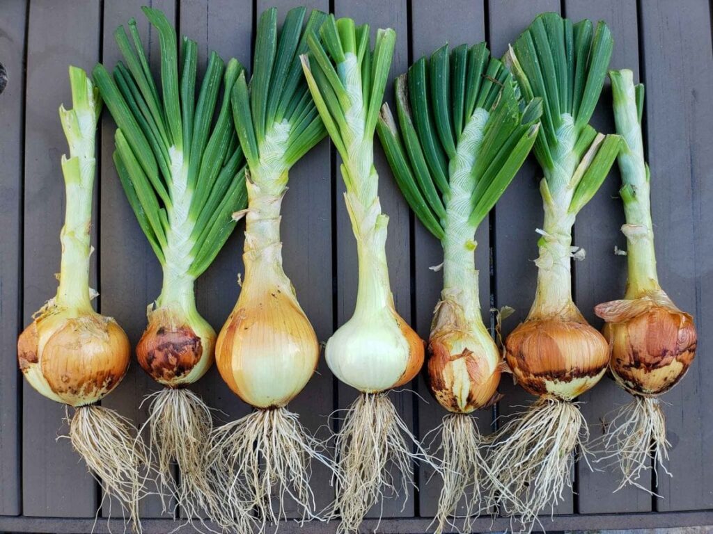 How Long Do Onions Take To Grow