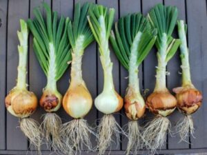 How Long Do Onions Take To Grow