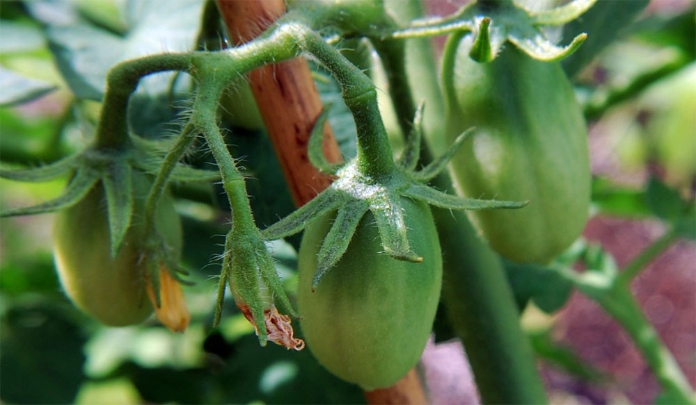 How Long Do Roma Tomatoes Take to Grow?