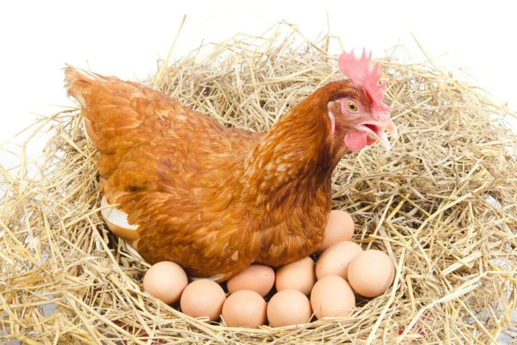 How Long Does A Layer Chicken Lay Eggs