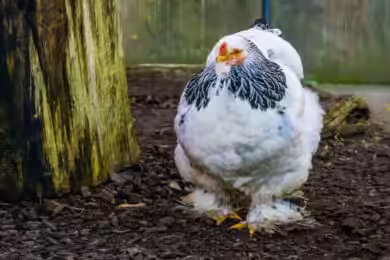 How Long Does It Take for a Brahma Chicken to Mature