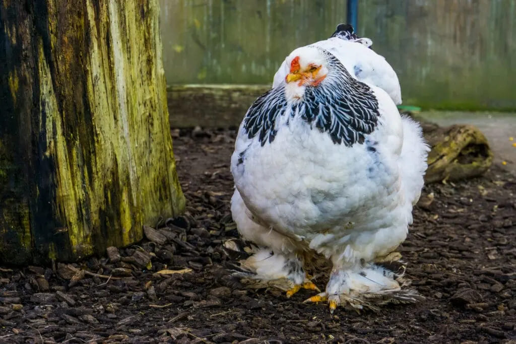 How Long Does It Take for a Brahma Chicken to Mature