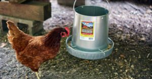 How Many Feeders and Drinkers for 50, 100, 500 & 1000 Chickens? Your Ultimate Guide to Poultry Success