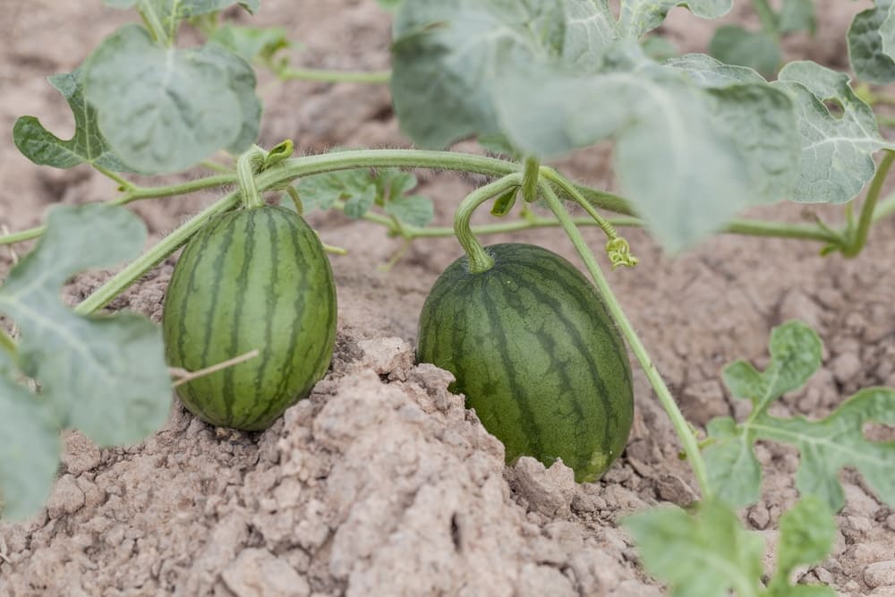 How Many Watermelons Will I Get From One Plant