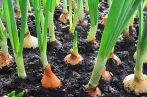 How Much Do Farmers Really Make