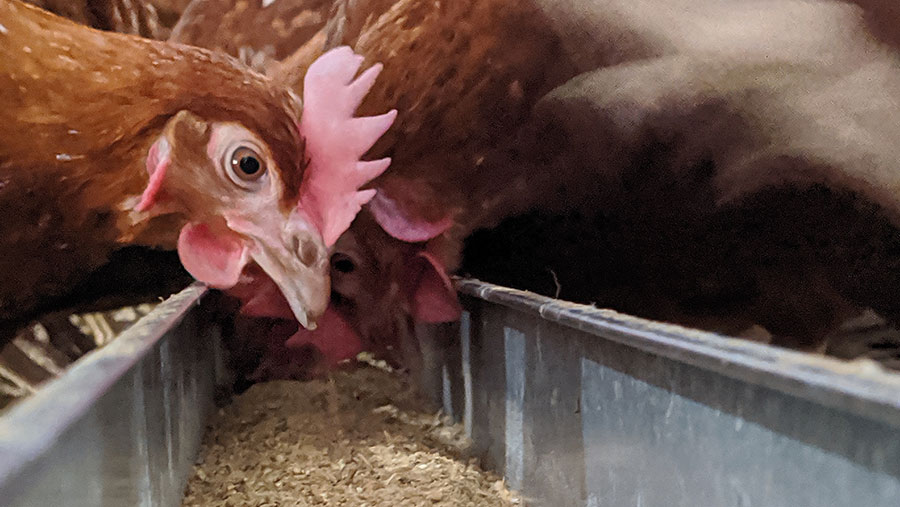15 Smart Ways to Save Money on Broiler Feed Without Cutting Corners