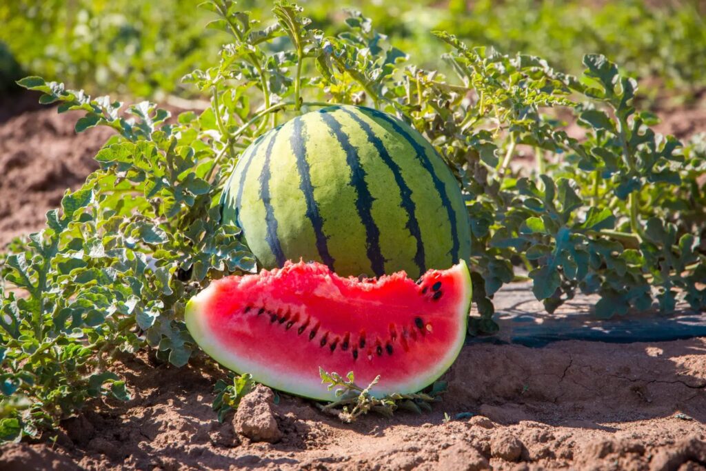 How long does it take for watermelon to grow