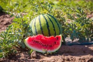 How long does it take for watermelon to grow