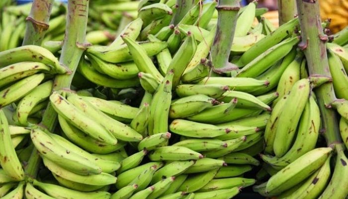 How long does plantain take to grow in Nigeria