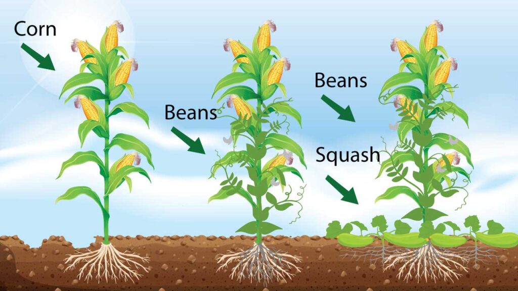 How to Plant Corn and Beans Together