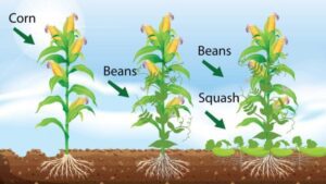 How to Plant Corn and Beans Together