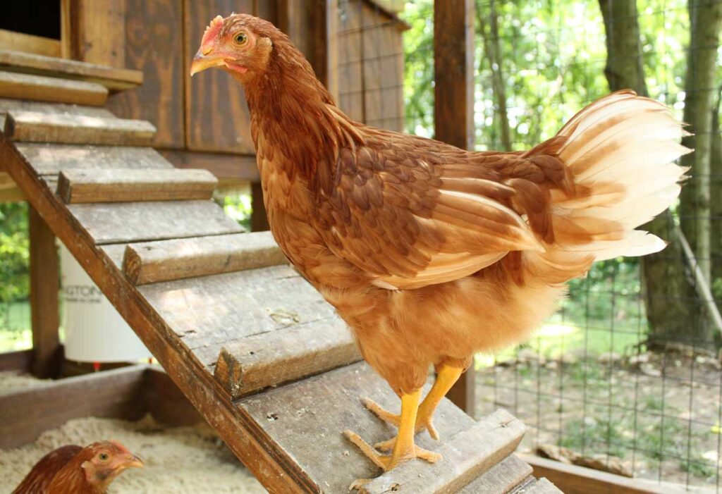 How to Start a Golden Comet Chicken Farm