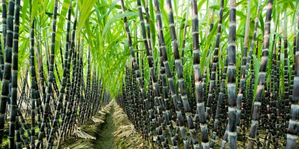 How to Start a Profitable & Low-Cost Sugarcane Farm in South Africa